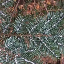 thumbnail for publication: Hemlock Woolly Adelgid Adelges tsugae (Annand 1928) (Insecta: Hemiptera: Adelgidae)